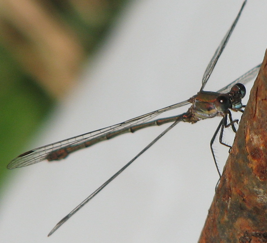 Chalcolestes viridis o parvidens?
